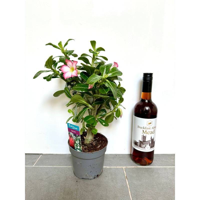 35cm Desert Rose (Adenium)