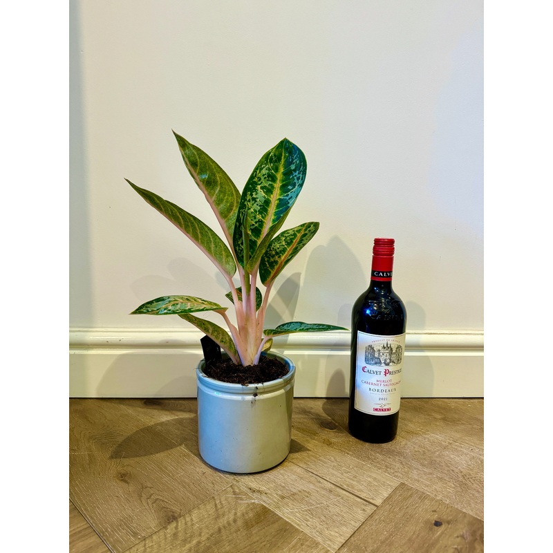 40cm Aglaonema Pink Green