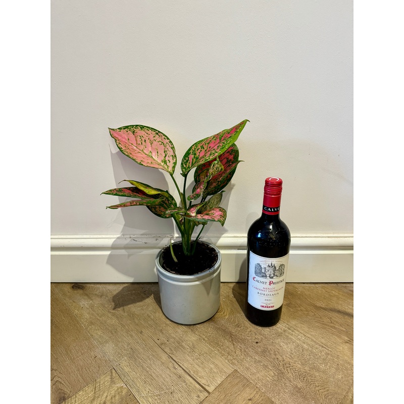 40cm Aglaonema Spotted Star
