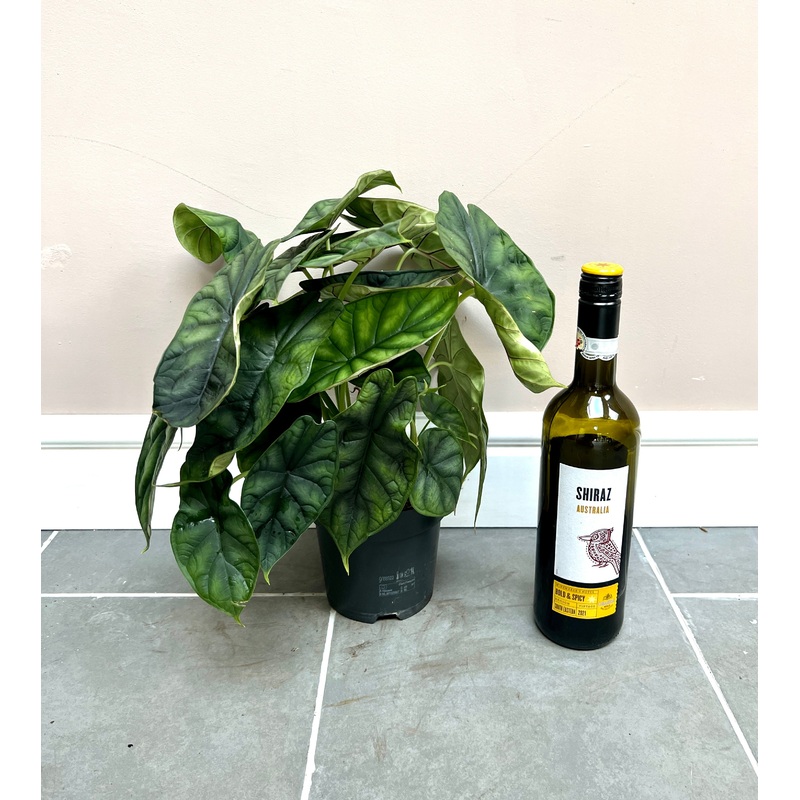 40cm Alocasia Dragon Scale