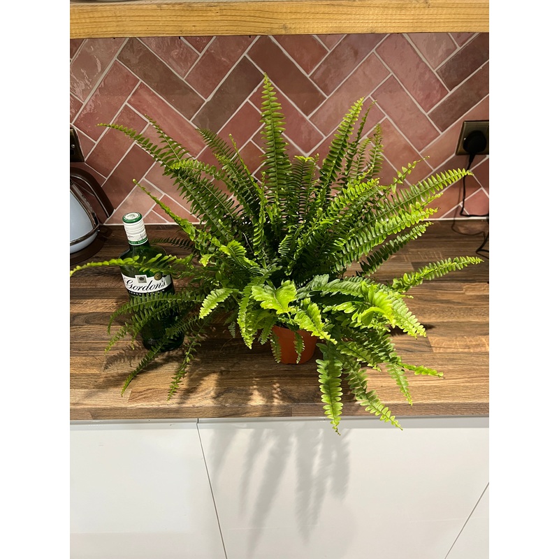 40cm Boston Fern