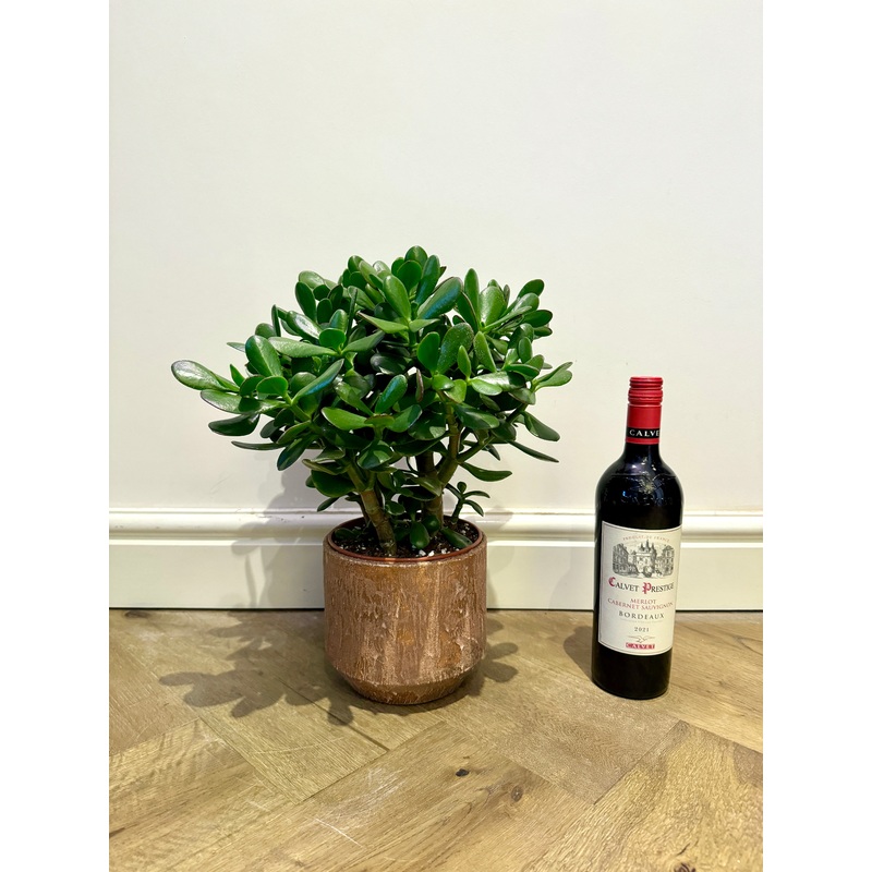 40cm Crassula Ovata (Jade / Money Plant)
