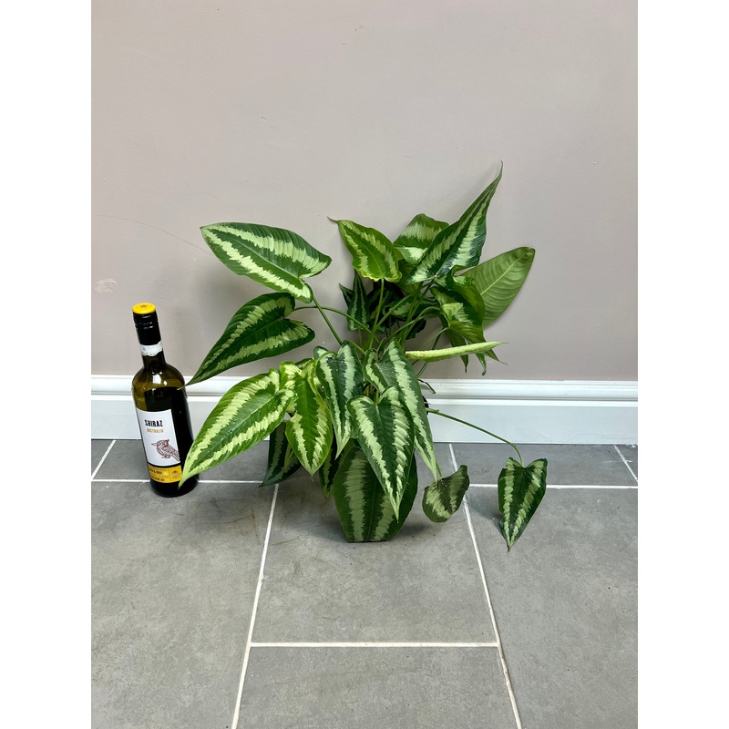 40cm Schismatoglottis wallichii