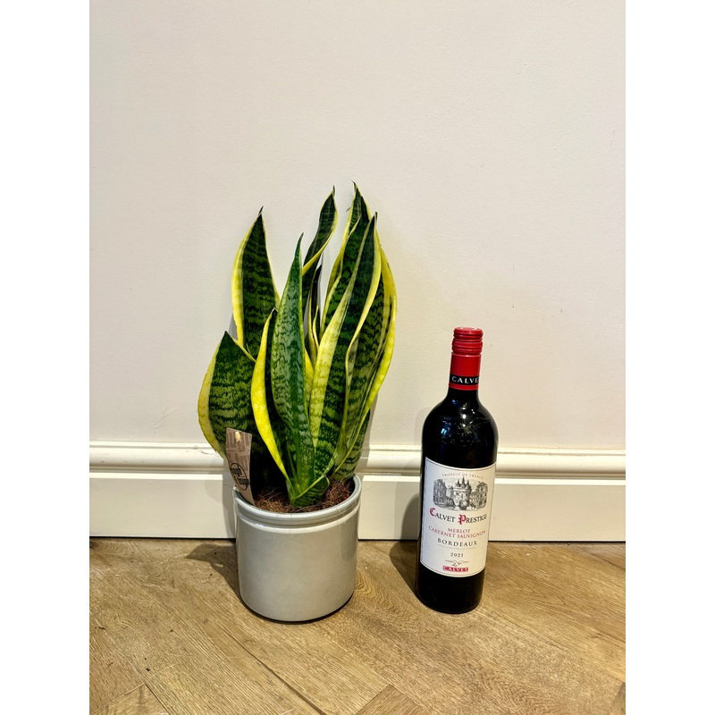 40cm Snake Plant / Mother in Laws Tongue