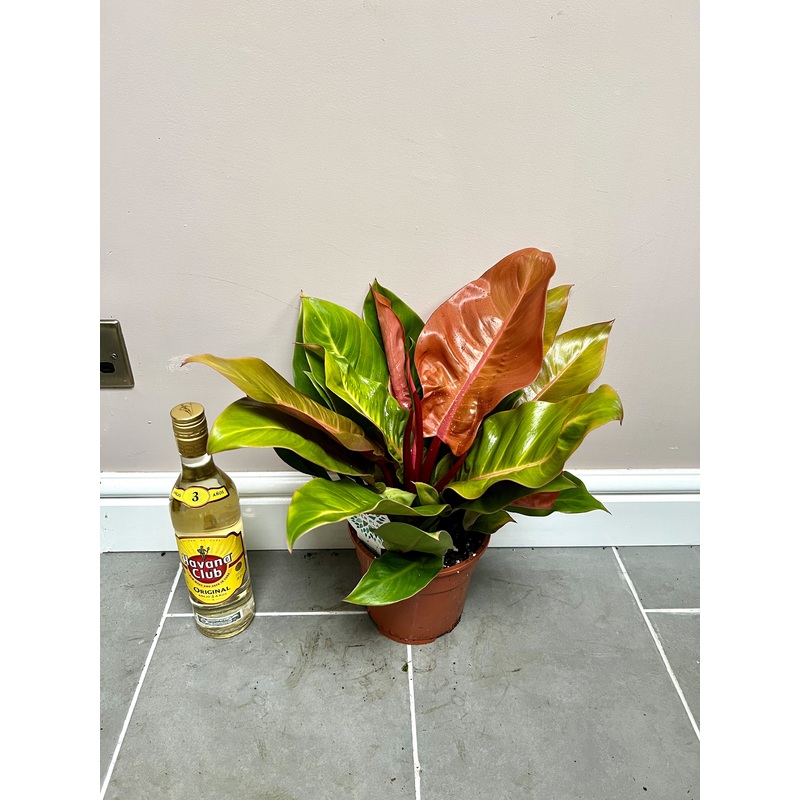 45cm Philodendron Princess of Orange