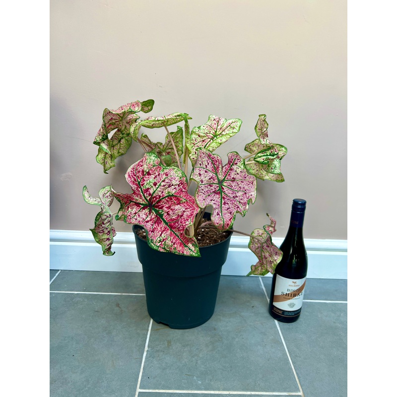 50cm Caladium XL