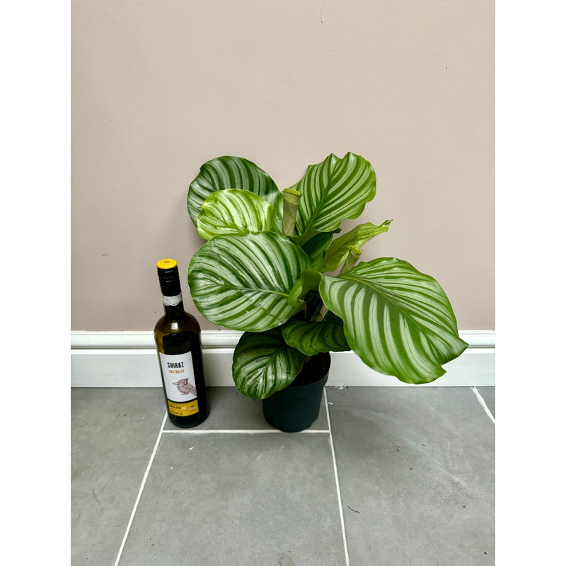 50cm Calathea orbifolia