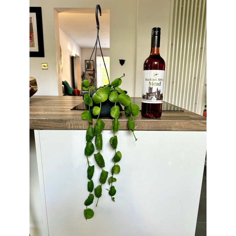 50cm Dischidia Platyphylla