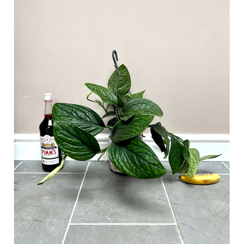 50cm Epipremnum Marble Plant Devils Ivy