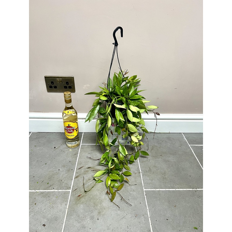 50cm Hoya Hanging
