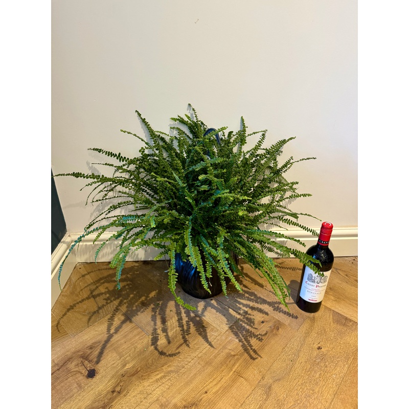 50cm Nephrolepsis Duffii (Button Fern)
