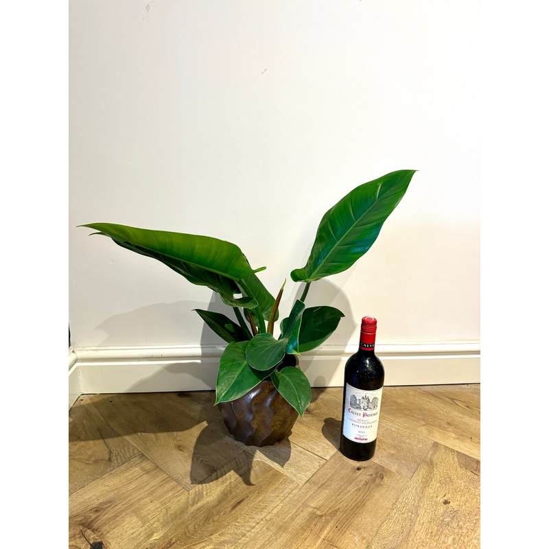 50cm Philodendron Imperial Green