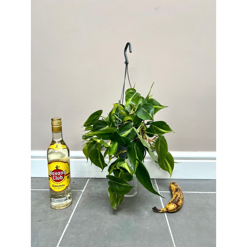 50cm Philodendron Scandens Brazil