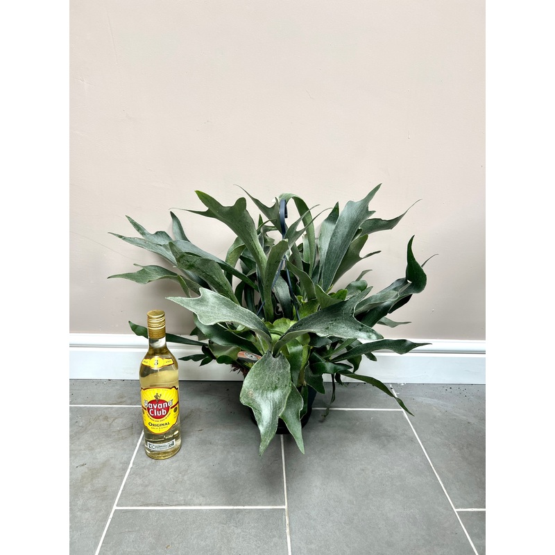 50cm Staghorn Fern