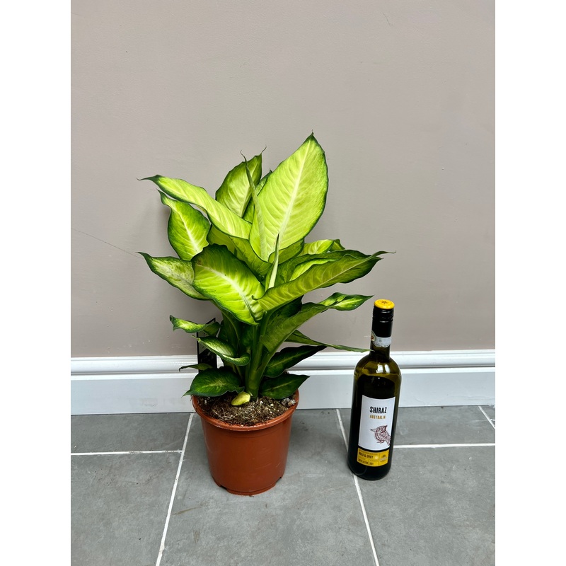 55cm Dieffenbachia Summer