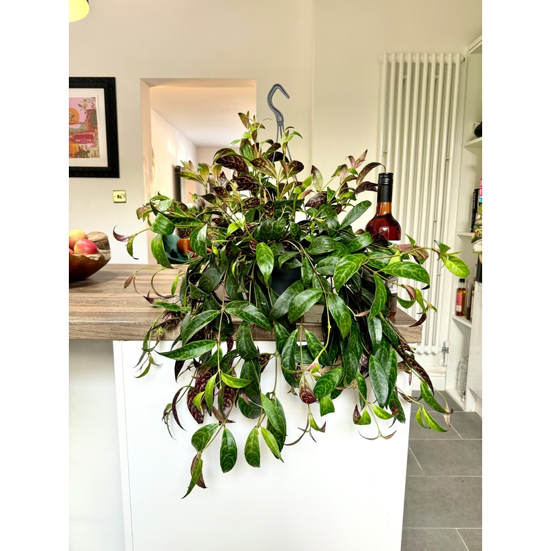 60cm Aeschynanthus Marmoratus