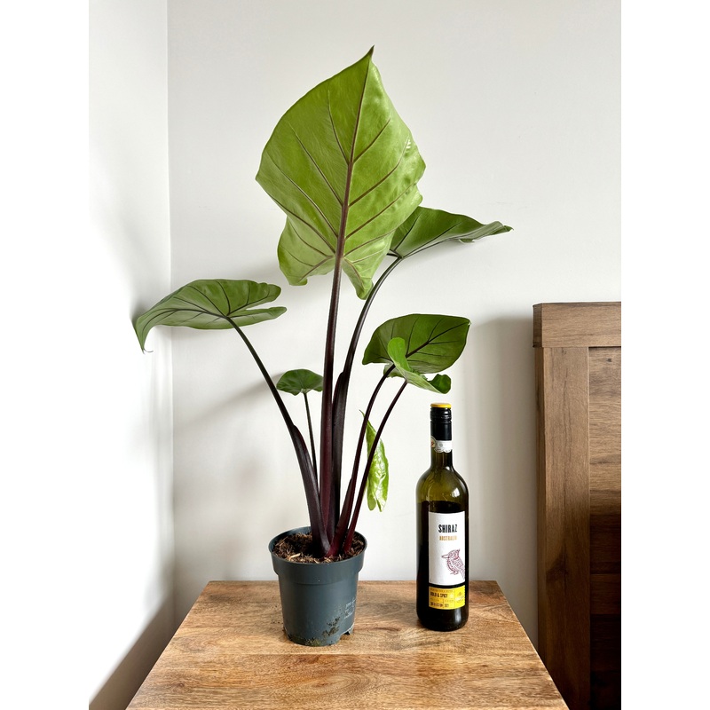 60cm Alocasia Black Cobr