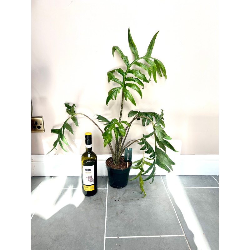 60cm Alocasia Pink Passion