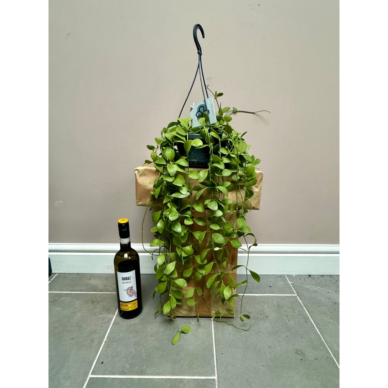 60cm Dischidia Imbricata (String of Nickels)