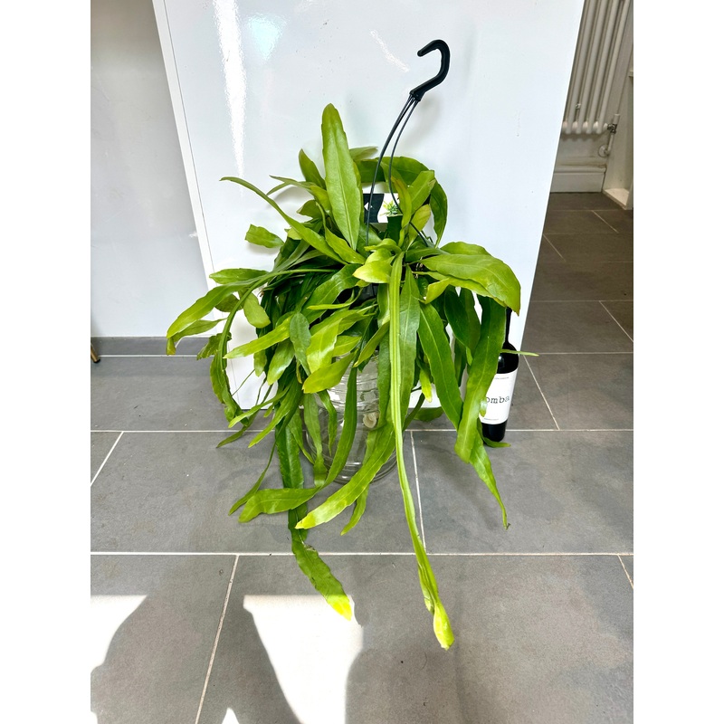60cm Epiphyllum Hanging Plant