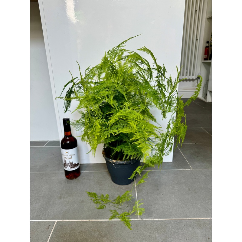 60cm Hanging Asparagus Fern