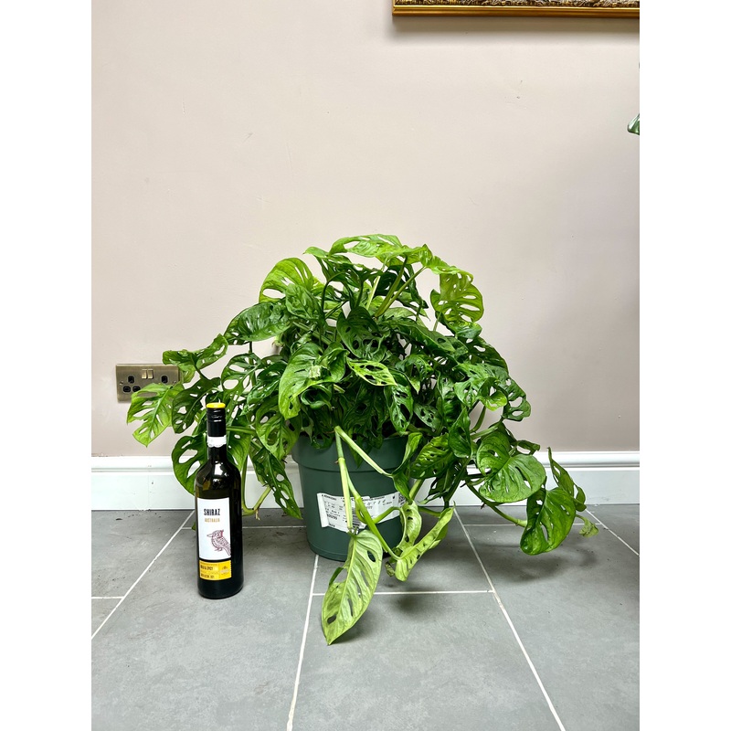60cm Monstera Adansonii