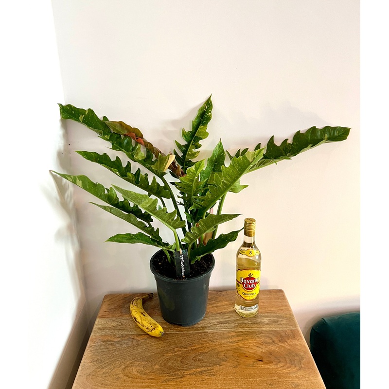 60cm Philodendron Ring of Fire