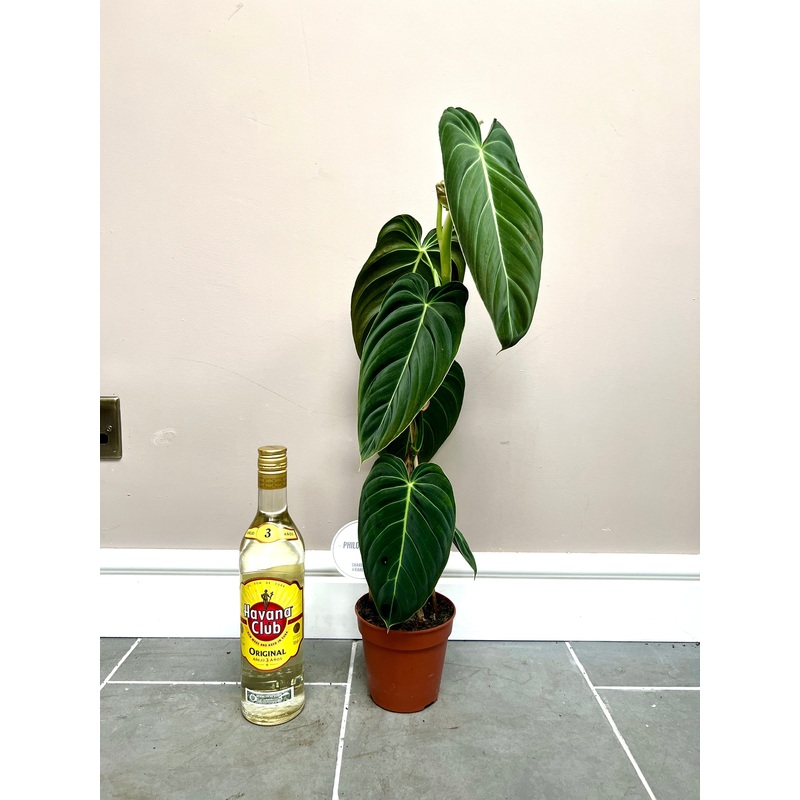 60cm Philodenron Melanochrysum