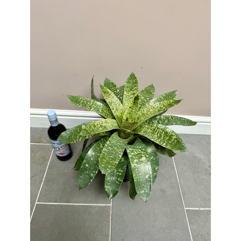 60cm Vriesea Gigantea