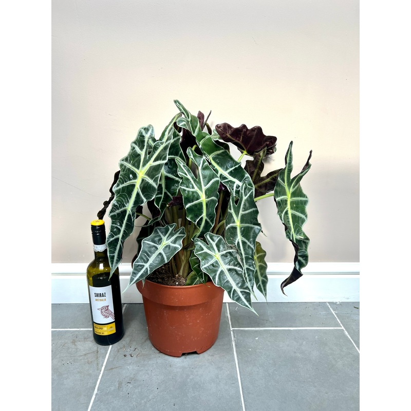 60cm XL Alocasia Amazonica