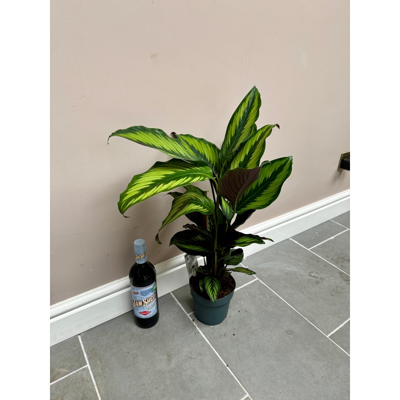 70cm Calathea Majestica