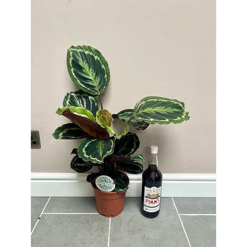 70cm Calathea Medallion
