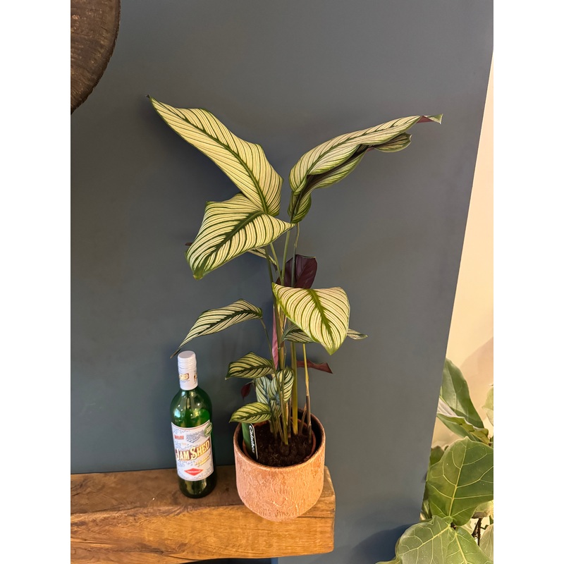 70cm Calathea White Star in ceramic pot