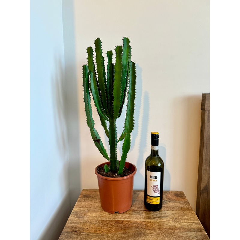 70cm Euphorbia Cactus