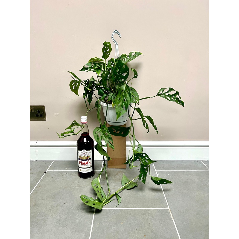 70cm Monstera Adansonii Hanging