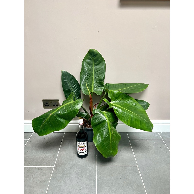 70cm philodendron imperial green
