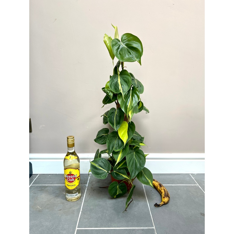 70cm Philodendron Scandens Brazil