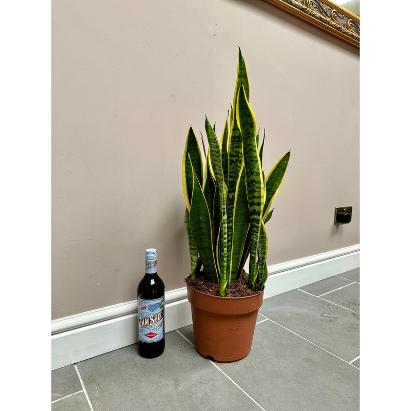 70cm Snake Plant / Mother in Laws Tongue