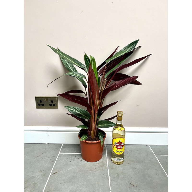 70cm Stromanthe Stripestar