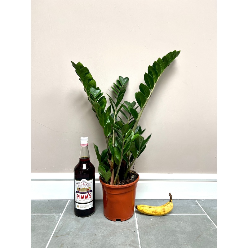 70cm Zz Plant