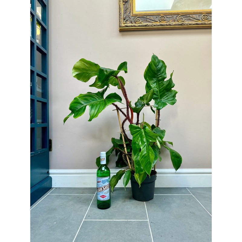75cm Philodendron Squamiferum