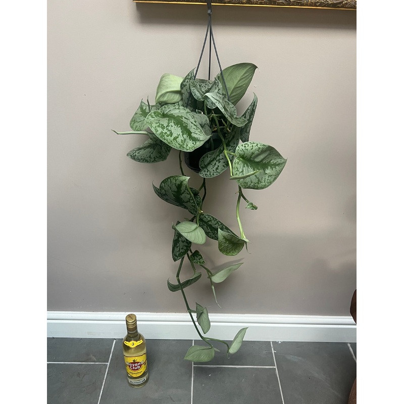 75cm Scindapsus Pictus (Satin Pothos)