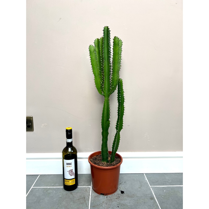 80cm Euphorbia Sp