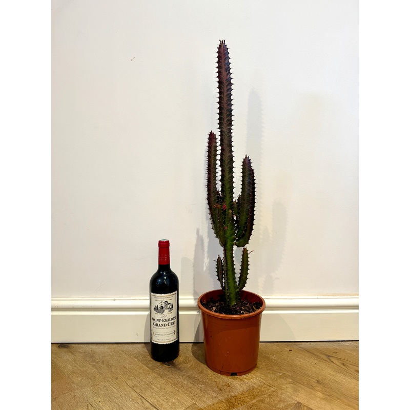 80cm Euphorbia Trigona