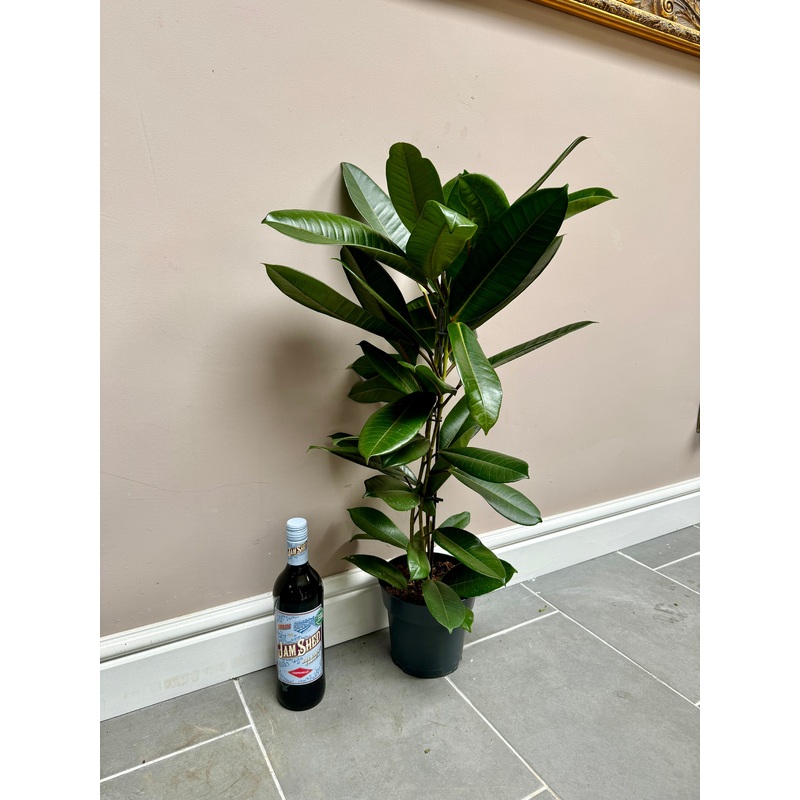 80cm Ficus American Guianensis