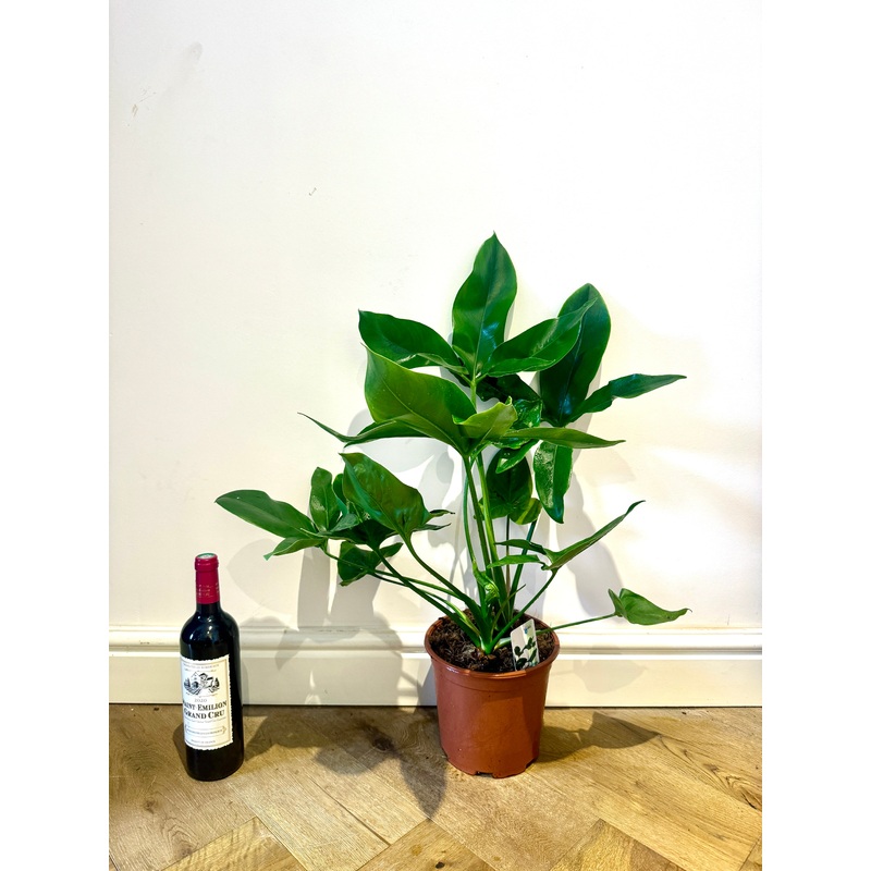 80cm Philodendron Fun Bun