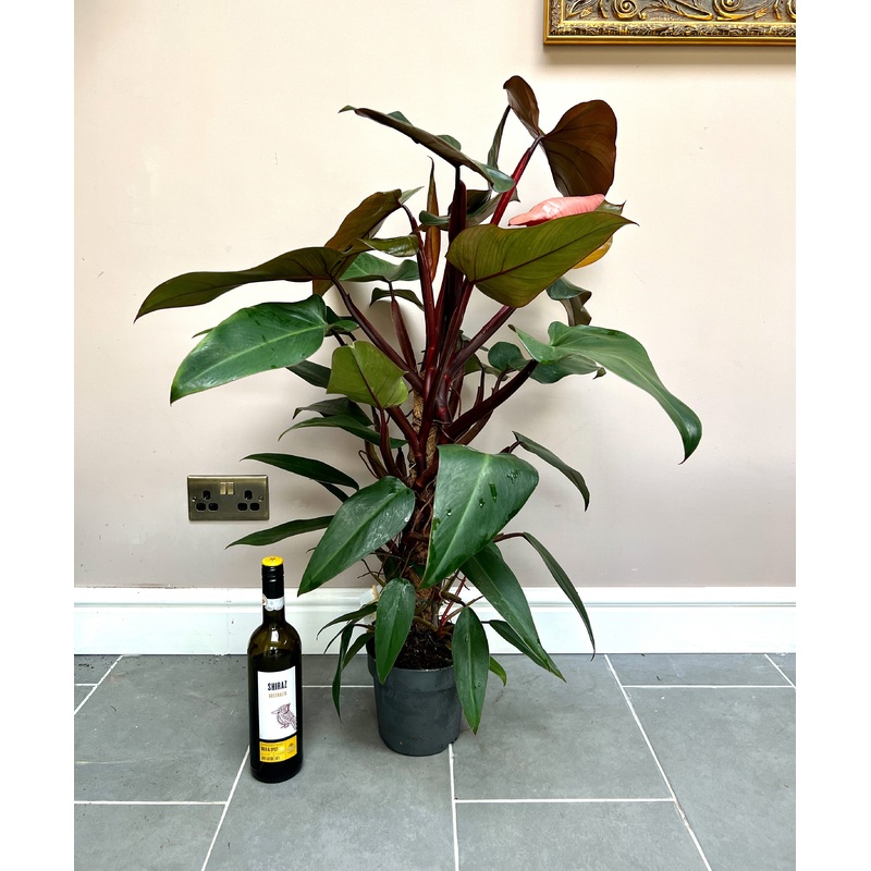 80cm Philodendron Mandaianum