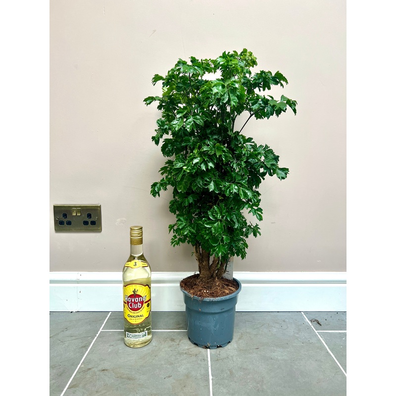 80cm Polyscias Roble