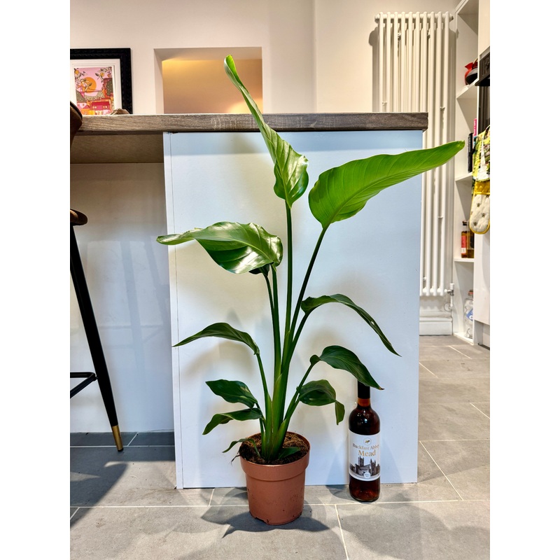 80cm Strelitzia nicolai (Bird of paradise)