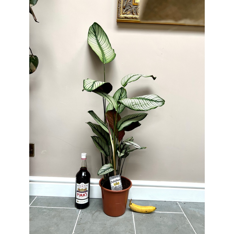 85cm Calathea white star